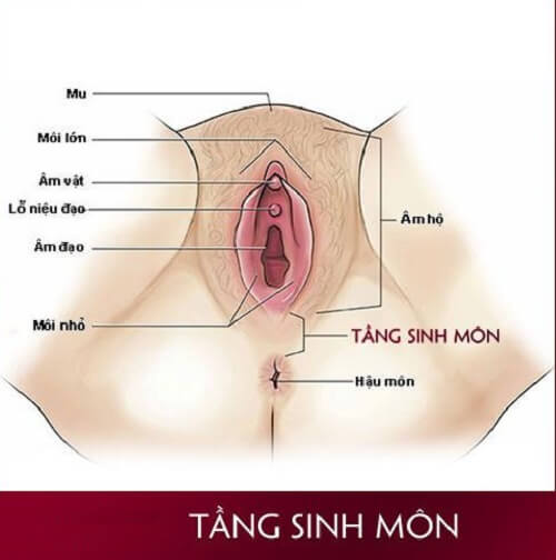 Tầng sinh môn